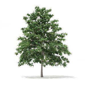 Pedunculate Oak (Quercus Robur) 6.9m