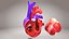 3D Animated Human Heart Anatomy with 2 types cross-section