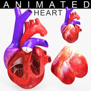 3D Animated Human Heart Anatomy with 2 types cross-section