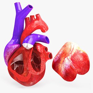 3D Animated Human Heart Anatomy with 2 types cross-section