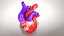 3D Animated Human Heart Anatomy with 2 types cross-section
