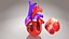3D Animated Human Heart Anatomy with 2 types cross-section