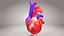 3D Animated Human Heart Anatomy with 2 types cross-section