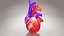 3D Animated Human Heart Anatomy with 2 types cross-section