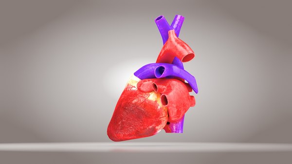 2가지 유형의 단면이 있는 애니메이션 인간 심장 해부학 3D 모델 - TurboSquid 1860976