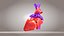 3D Animated Human Heart Anatomy with 2 types cross-section