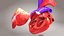 3D Animated Human Heart Anatomy with 2 types cross-section