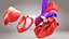 3D Animated Human Heart Anatomy with 2 types cross-section