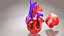 3D Animated Human Heart Anatomy with 2 types cross-section