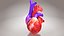 3D Animated Human Heart Anatomy with 2 types cross-section