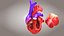 3D Animated Human Heart Anatomy with 2 types cross-section