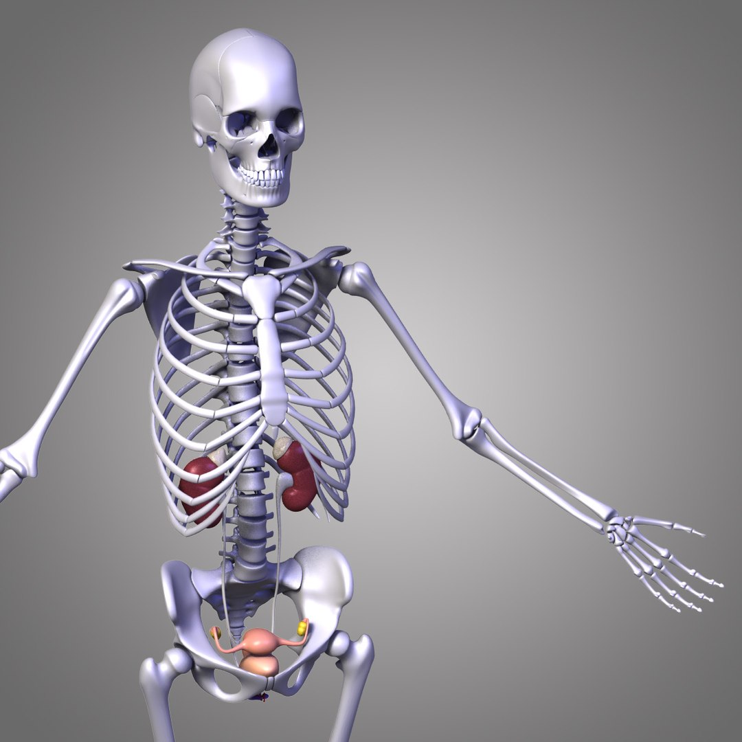 Max Human Male Female Body