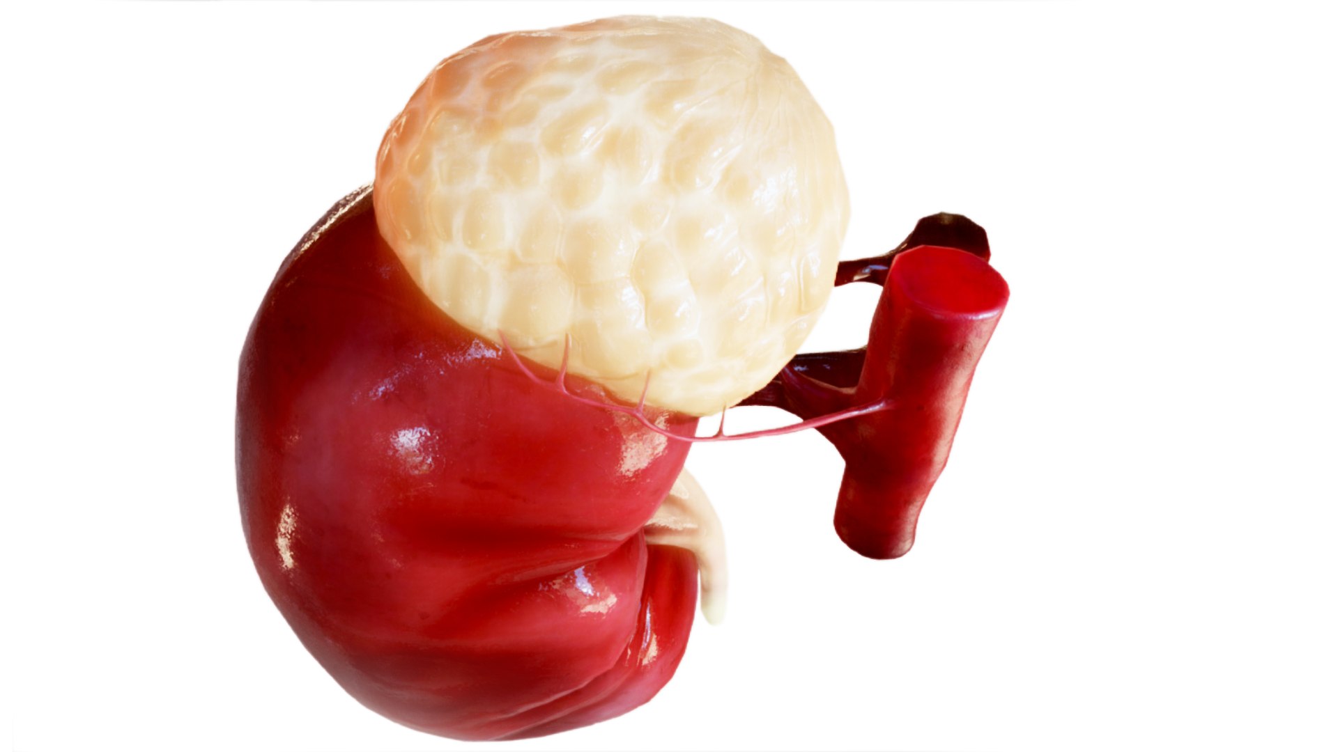 Kidney 3D model https://p.turbosquid.com/ts-thumb/OS/hdjsAn/0o/preview03/jpg/1731920585/1920x1080/fit_q87/5d654bb5687b2135958f04a955cd10ed19b204e0/preview03.jpg
