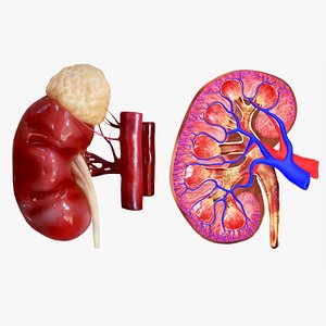 Kidney
