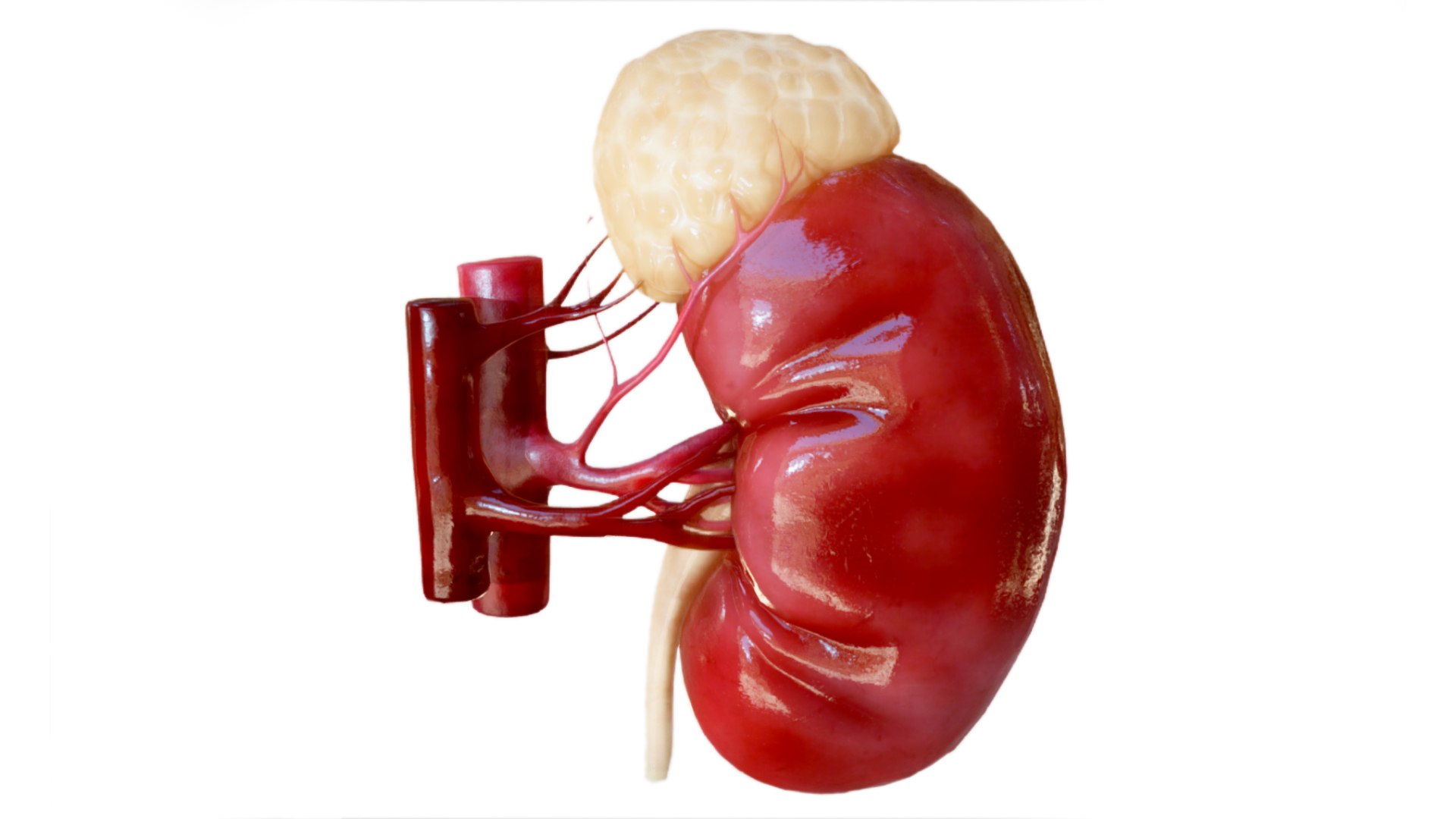 Kidney 3D model https://p.turbosquid.com/ts-thumb/OS/hdjsAn/A3/preview04/jpg/1731920587/1920x1080/fit_q87/018d1802ac324deee5229d8ae8bdb93965c24149/preview04.jpg