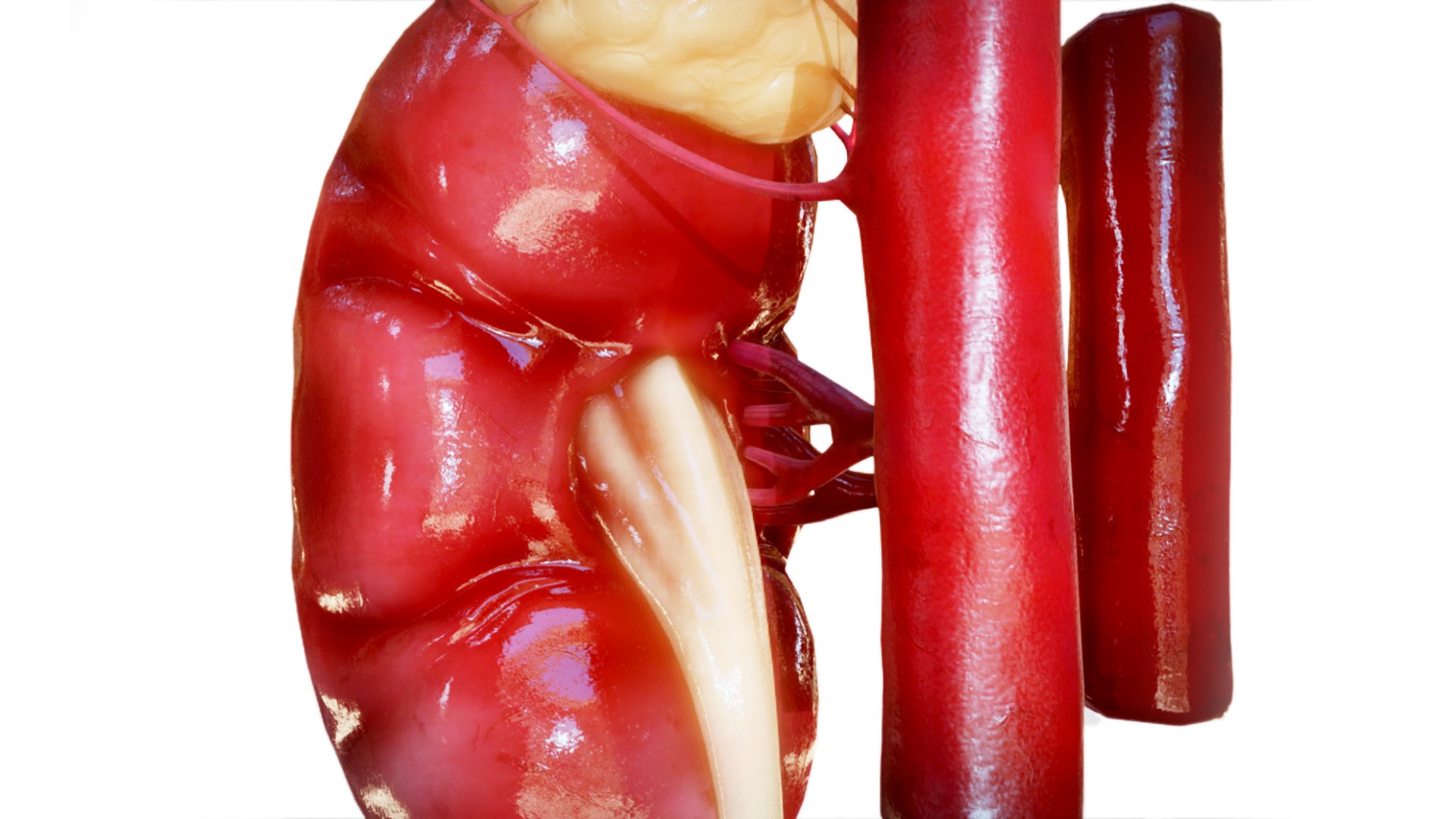 Kidney 3D model https://p.turbosquid.com/ts-thumb/OS/hdjsAn/HR/preview02/jpg/1731920585/1920x1080/fit_q87/190c155d230b0bf4a926575f54516bf8bb3d8294/preview02.jpg