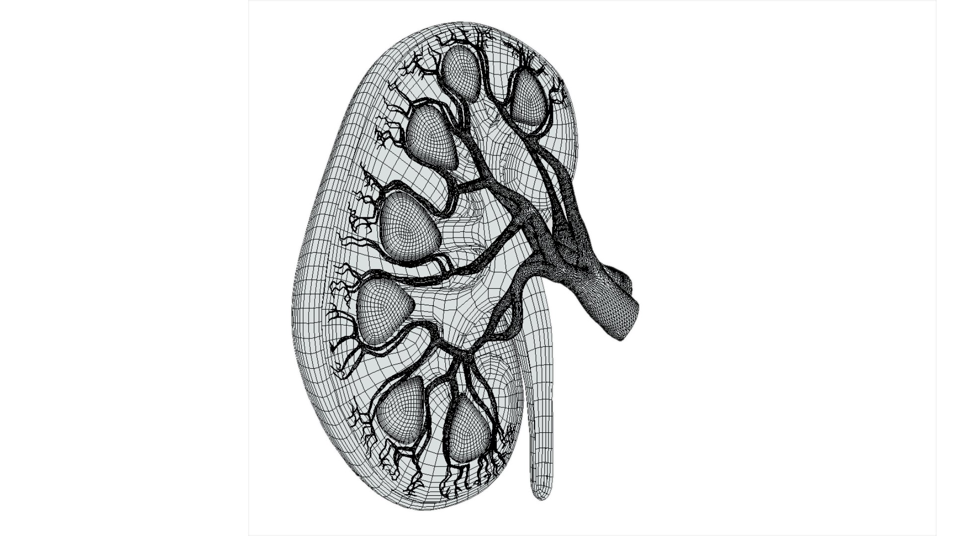 Kidney 3D model https://p.turbosquid.com/ts-thumb/OS/hdjsAn/Qy/preview08/jpg/1731920588/1920x1080/fit_q87/d5ff3e850a221d02b8049280374681d059d488a2/preview08.jpg