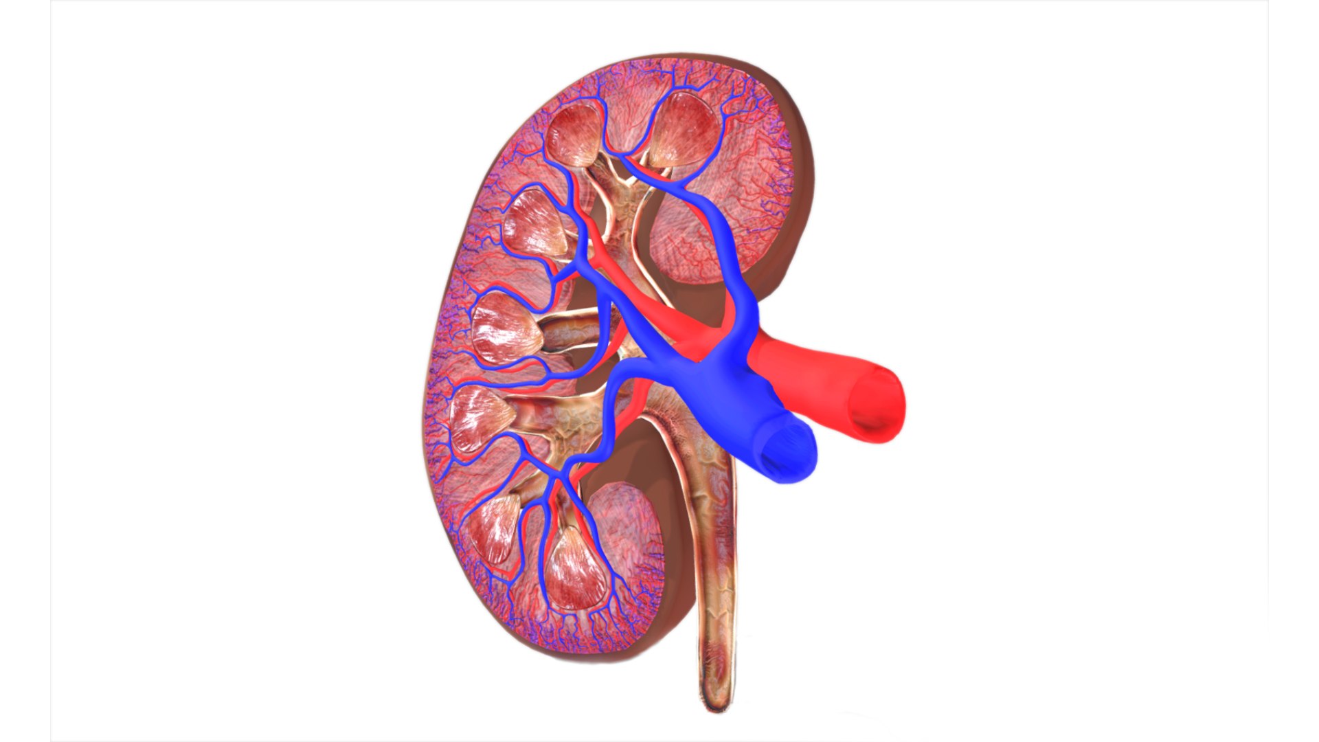 Kidney 3D model https://p.turbosquid.com/ts-thumb/OS/hdjsAn/cl/preview06/jpg/1731920587/1920x1080/fit_q87/27099f390b6cdebd253809f4c8cf922dedd75d6a/preview06.jpg