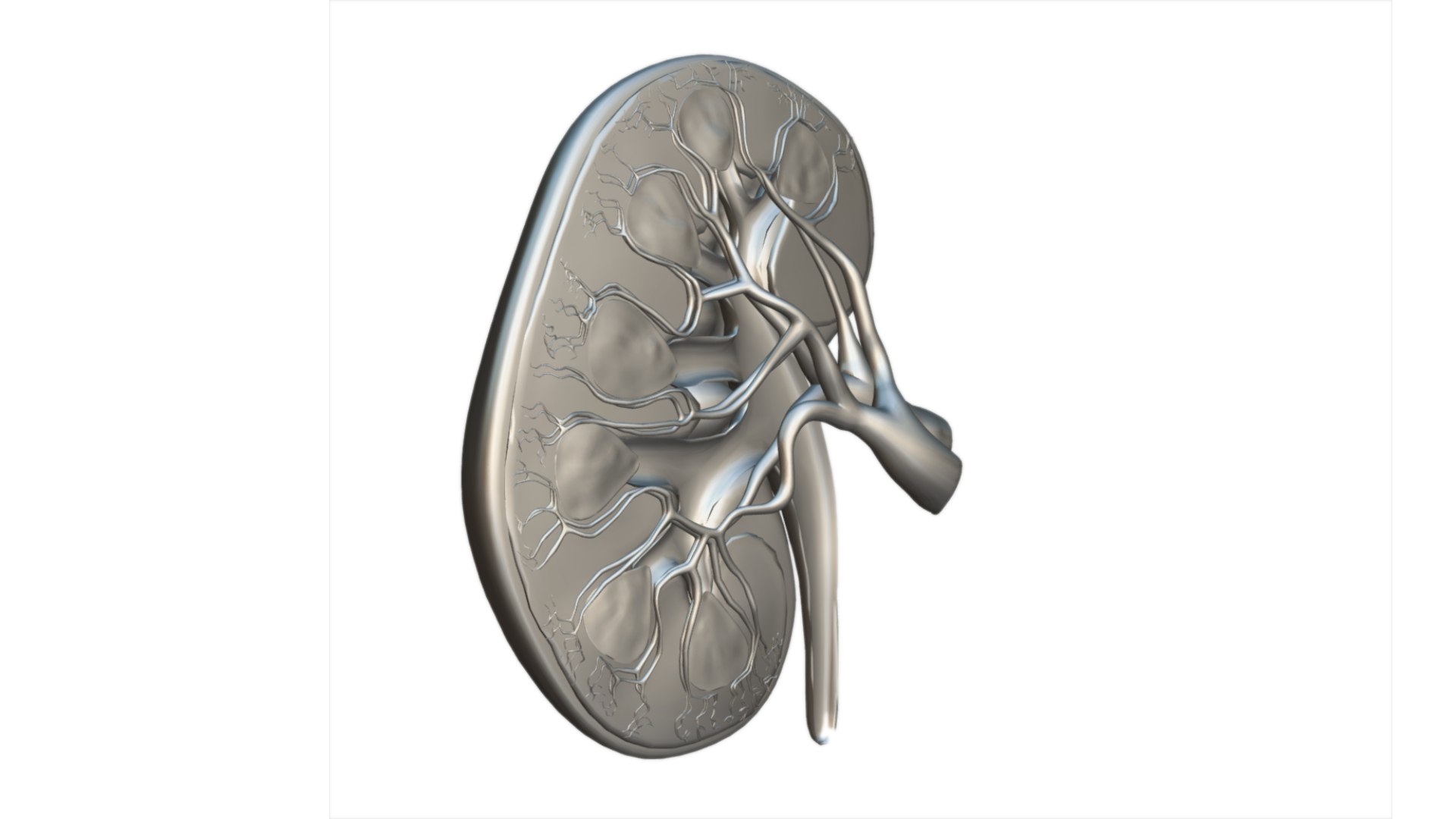 Kidney 3D model https://p.turbosquid.com/ts-thumb/OS/hdjsAn/fS/preview10/jpg/1731920589/1920x1080/fit_q87/a7b3deeaa4ee60ab32c90bebd4a2ae2353c428bd/preview10.jpg