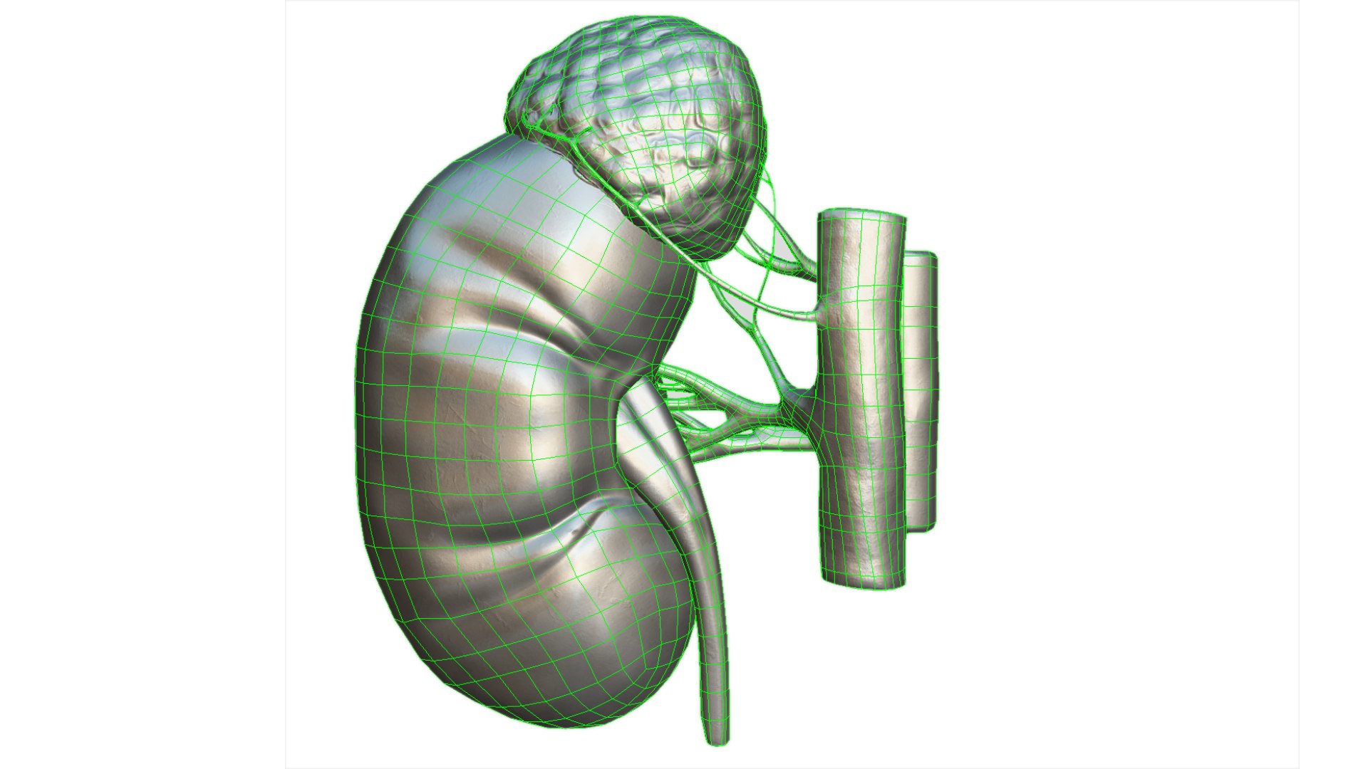 Kidney 3D model https://p.turbosquid.com/ts-thumb/OS/hdjsAn/mM/preview09/jpg/1731920589/1920x1080/fit_q87/858492c6a5f7efdc81674b2d7a5ee63c19dd77dc/preview09.jpg
