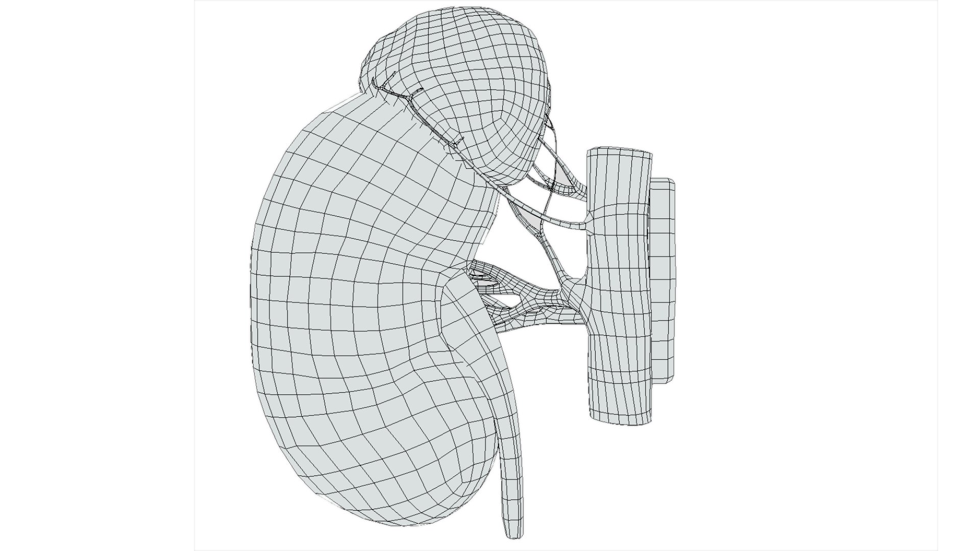 Kidney 3D model https://p.turbosquid.com/ts-thumb/OS/hdjsAn/xd/preview07/jpg/1731920588/1920x1080/fit_q87/533c042891e26865438fe812c0c3faf7d2ddf232/preview07.jpg
