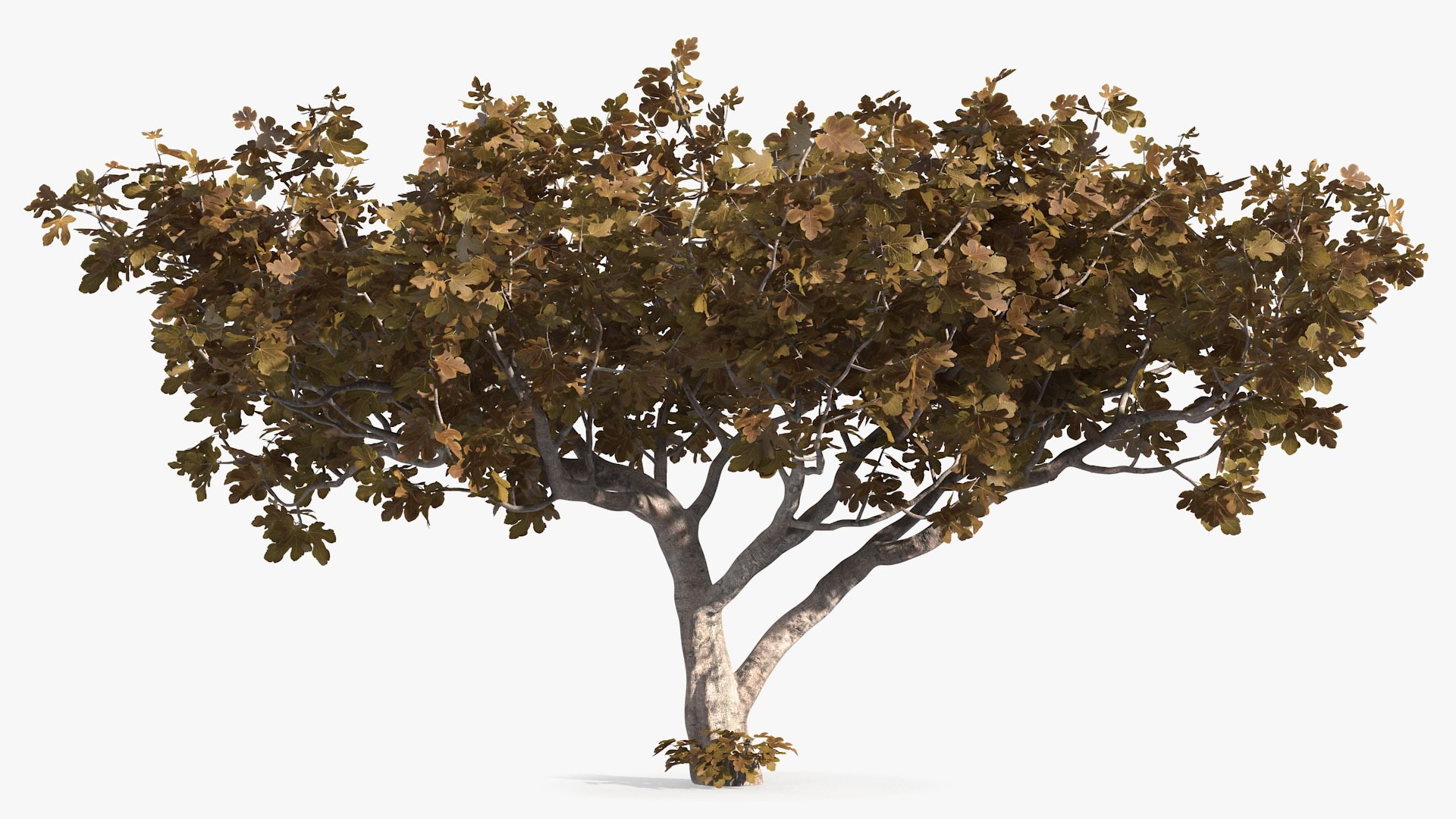 Fig Tree Autumn 3D Model - TurboSquid 1681319