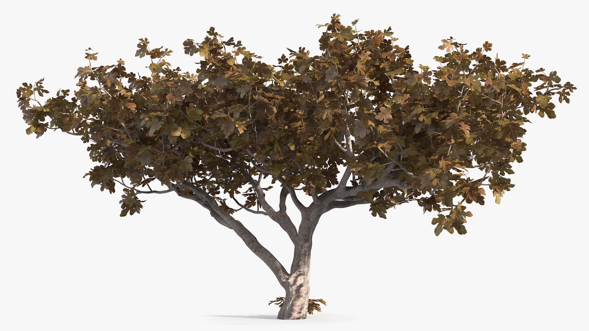 Fig Tree Autumn 3D Model - TurboSquid 1681319