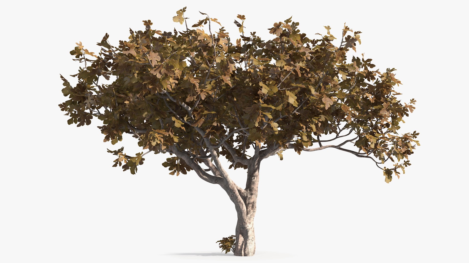 Fig Tree Autumn 3D model preview