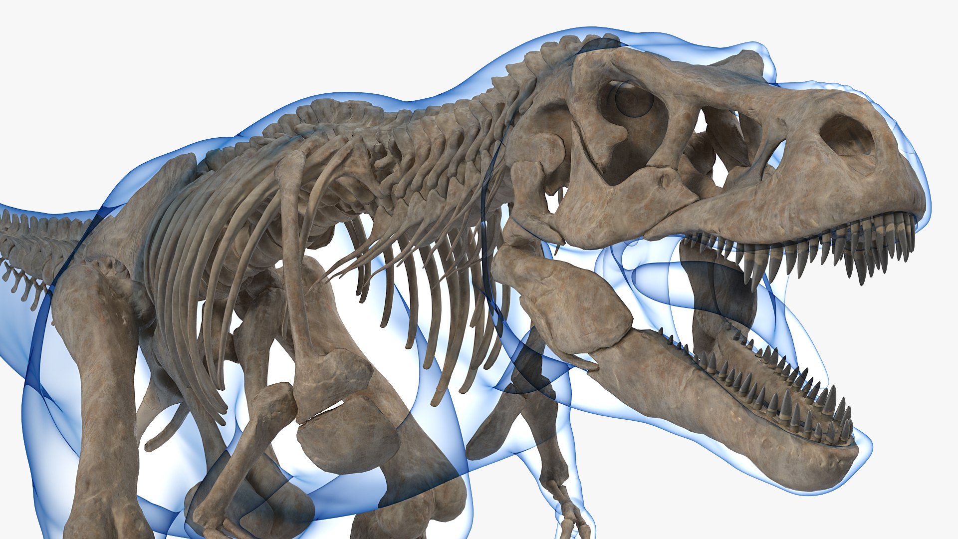tyrannosaurus rex skeleton fossil 3D model https://p.turbosquid.com/ts-thumb/OS/vqaNxv/29WIJMN3/tyrannosaurusrexskeletonfossilwithskinriggedmb3dmodel012/jpg/1572010096/1920x1080/fit_q87/dc6cf780656fe21d9244ee7387cb7702846db678/tyrannosaurusrexskeletonfossilwithskinriggedmb3dmodel012.jpg