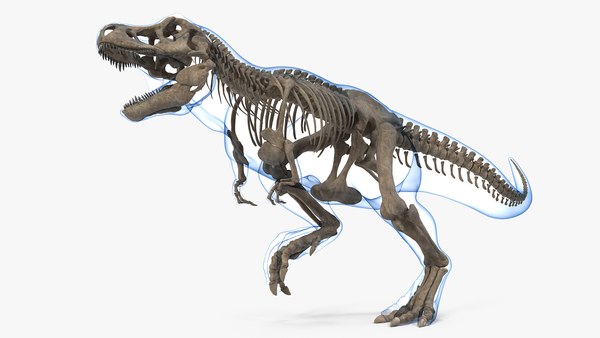ティラノサウルスレックススケルトン化石3Dモデル - TurboSquid