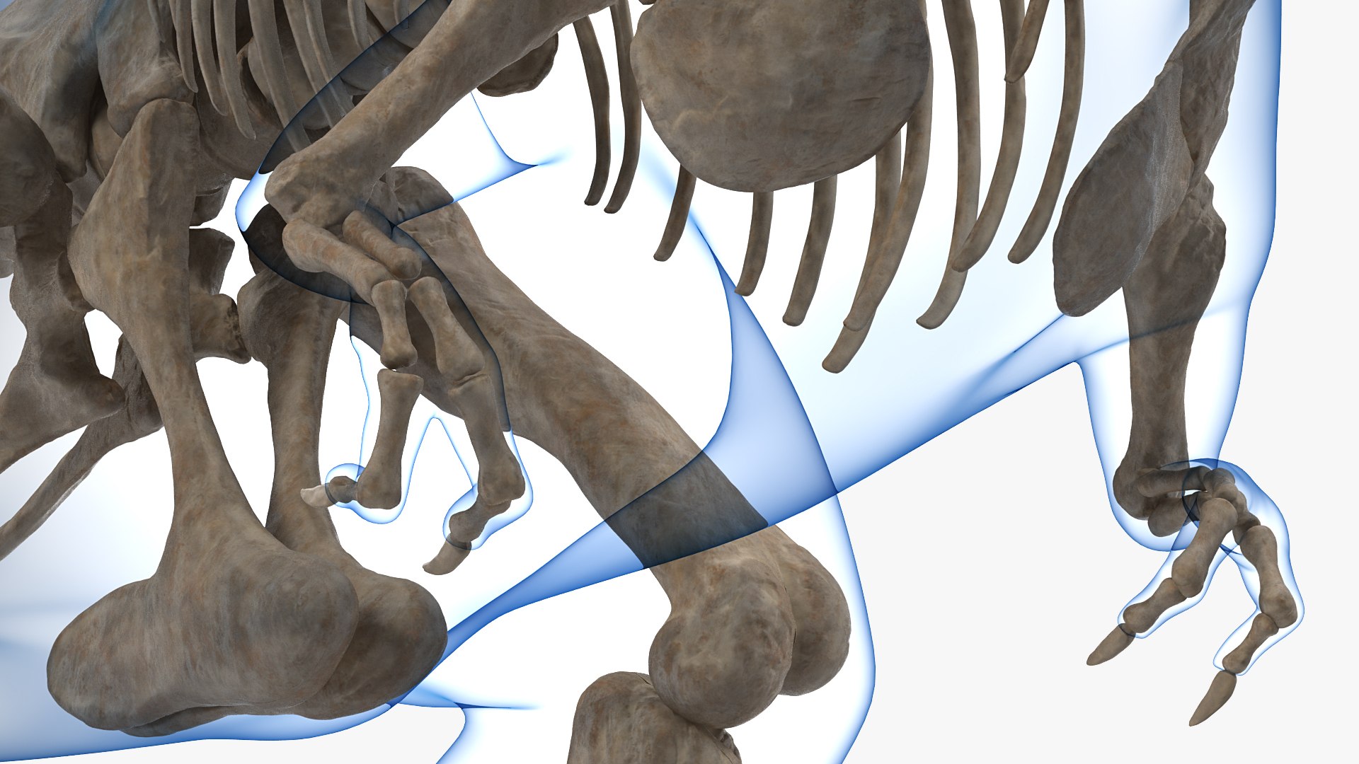 tyrannosaurus rex skeleton fossil 3D model https://p.turbosquid.com/ts-thumb/OS/vqaNxv/FXXMMJ2X/tyrannosaurusrexskeletonfossilwithskinriggedmb3dmodel016/jpg/1572010116/1920x1080/fit_q87/89a519a5a047300966ed34411a9e6dd732b18c92/tyrannosaurusrexskeletonfossilwithskinriggedmb3dmodel016.jpg