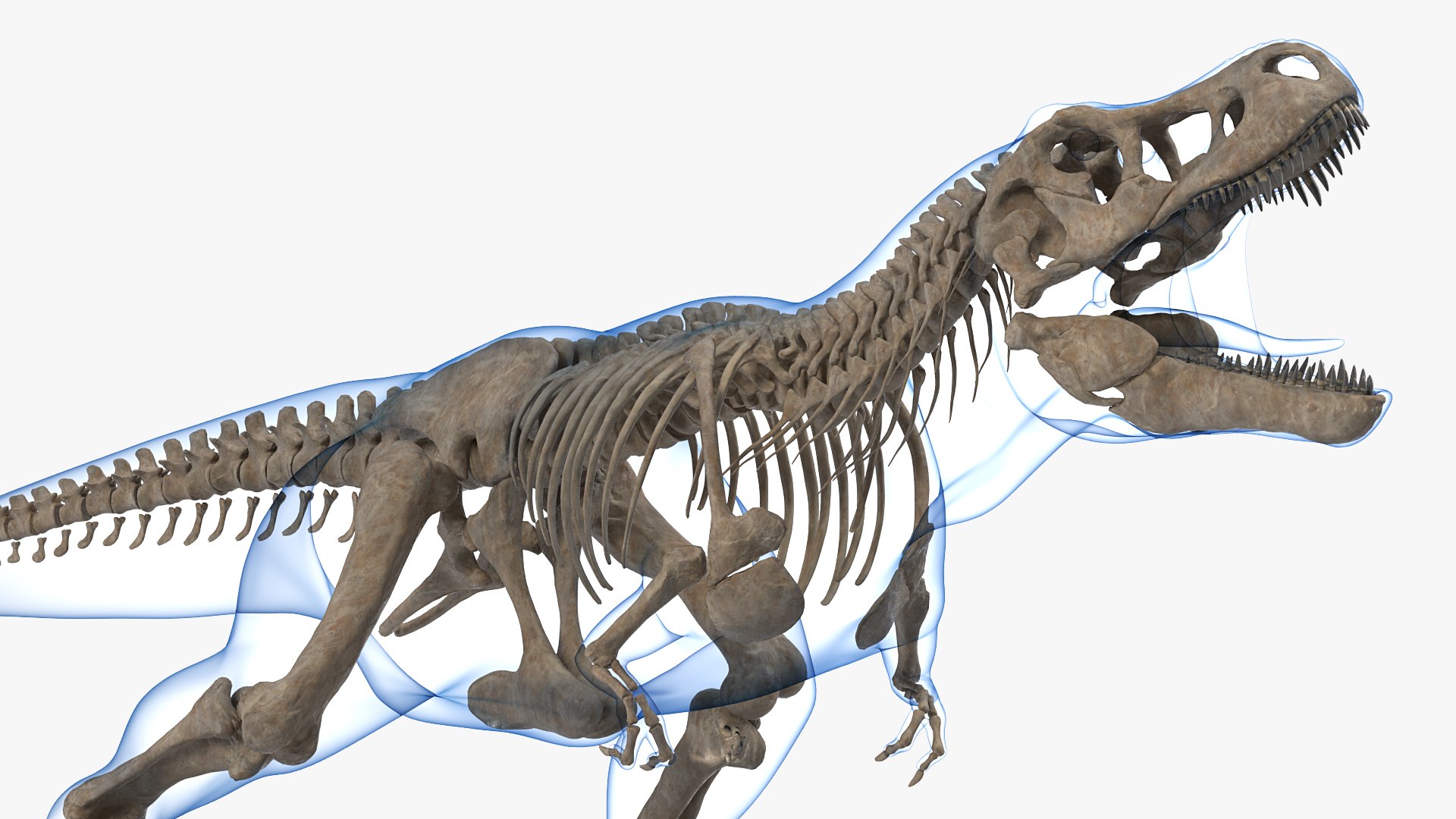 tyrannosaurus rex skeleton fossil 3D model https://p.turbosquid.com/ts-thumb/OS/vqaNxv/Lb8cBjyI/tyrannosaurusrexskeletonfossilwithskinriggedmb3dmodel013/jpg/1572010101/1920x1080/fit_q87/3d78275b97fc68e605c582095d7f98c1c3209fc8/tyrannosaurusrexskeletonfossilwithskinriggedmb3dmodel013.jpg
