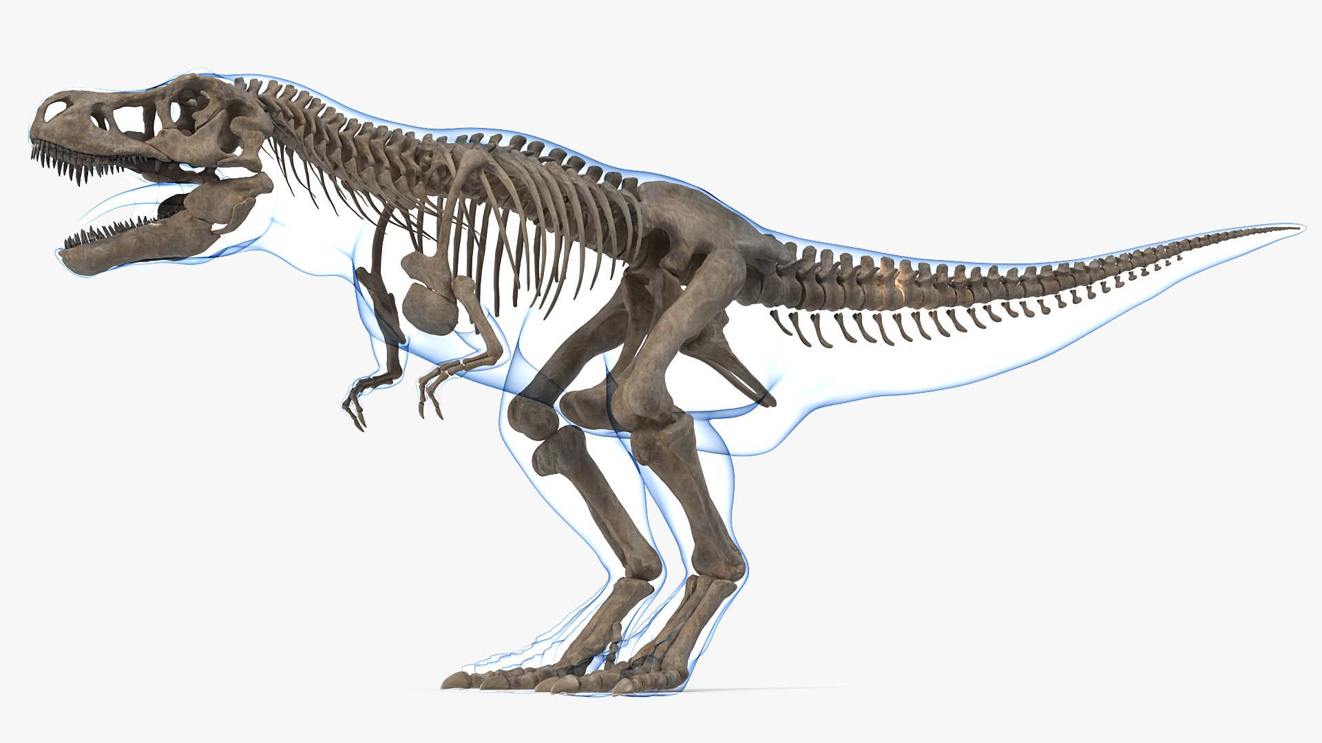 tyrannosaurus rex skeleton fossil 3D model https://p.turbosquid.com/ts-thumb/OS/vqaNxv/PMrFFau7/tyrannosaurusrexskeletonfossilwithskinriggedmb3dmodel006/jpg/1572010069/1920x1080/fit_q87/194652eaafd0edd88f4edf4d801c2ddc14fae0ea/tyrannosaurusrexskeletonfossilwithskinriggedmb3dmodel006.jpg