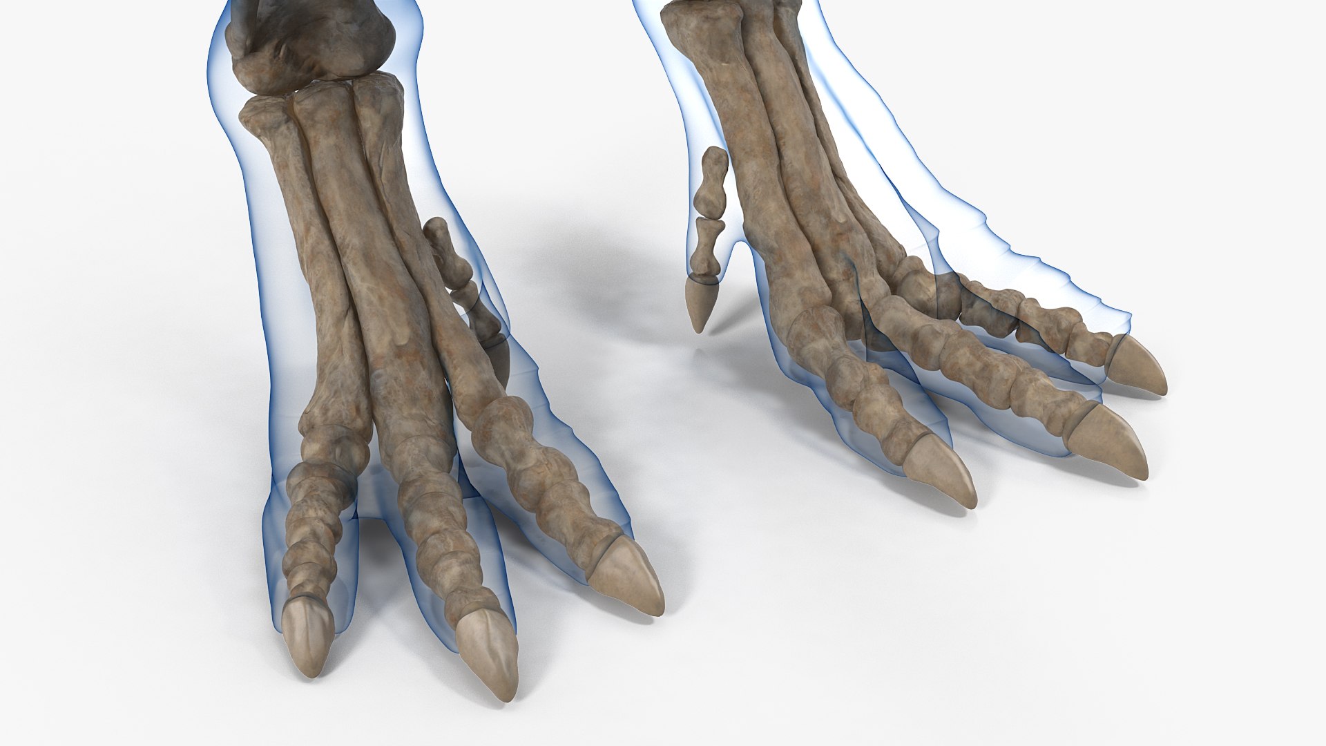 tyrannosaurus rex skeleton fossil 3D model https://p.turbosquid.com/ts-thumb/OS/vqaNxv/TLw5TNXI/tyrannosaurusrexskeletonfossilwithskinriggedmb3dmodel018/jpg/1572010125/1920x1080/fit_q87/4c5ebf7cb849768acc1ed5d7fd6d0ddcdee5c9e3/tyrannosaurusrexskeletonfossilwithskinriggedmb3dmodel018.jpg