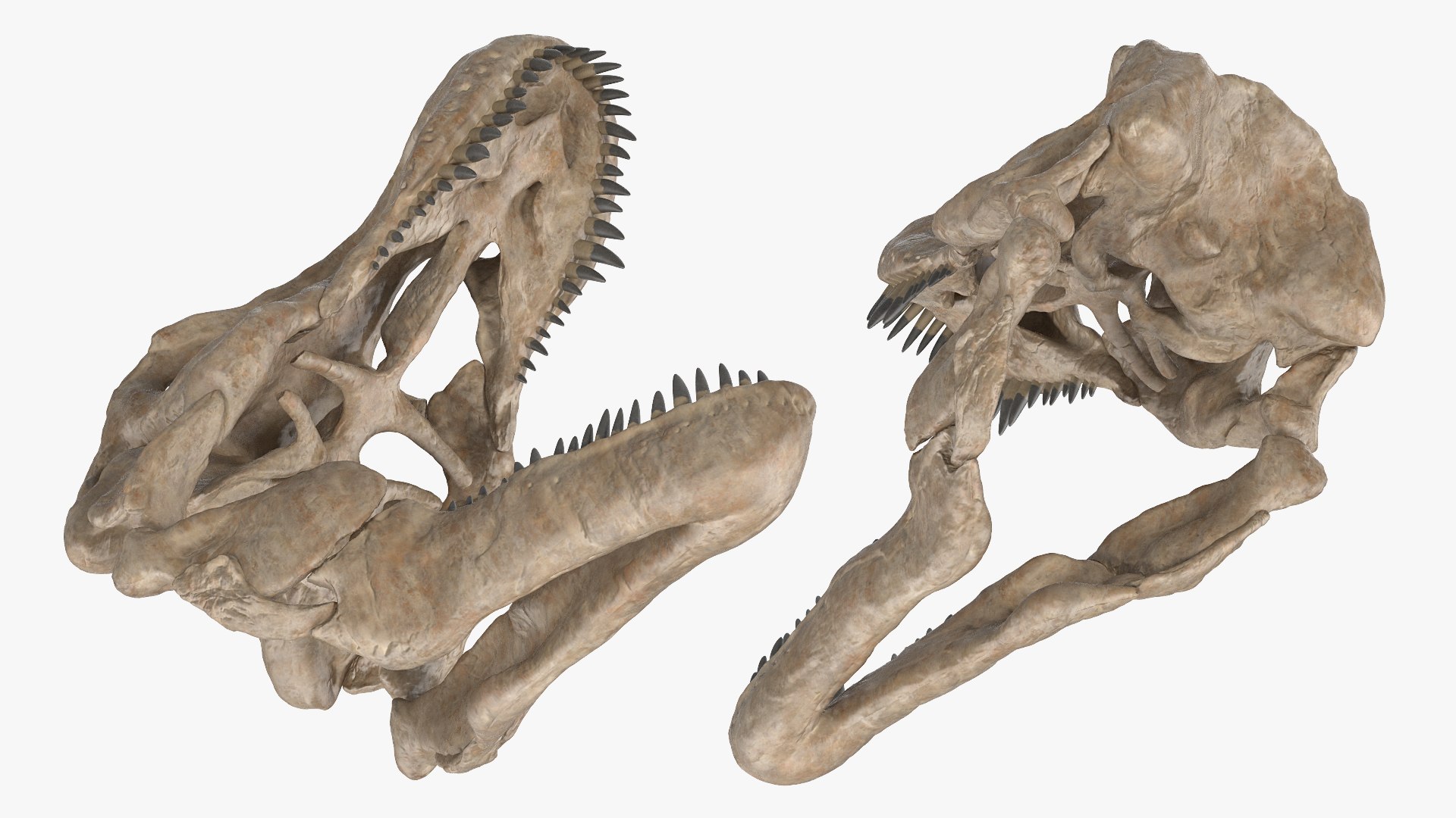 tyrannosaurus rex skeleton fossil 3D model https://p.turbosquid.com/ts-thumb/OS/vqaNxv/VnXmD74G/tyrannosaurusrexskeletonfossilwithskinriggedmb3dmodel021/jpg/1572010139/1920x1080/fit_q87/db2bad857749c9667fed80335f2df78bf394378c/tyrannosaurusrexskeletonfossilwithskinriggedmb3dmodel021.jpg