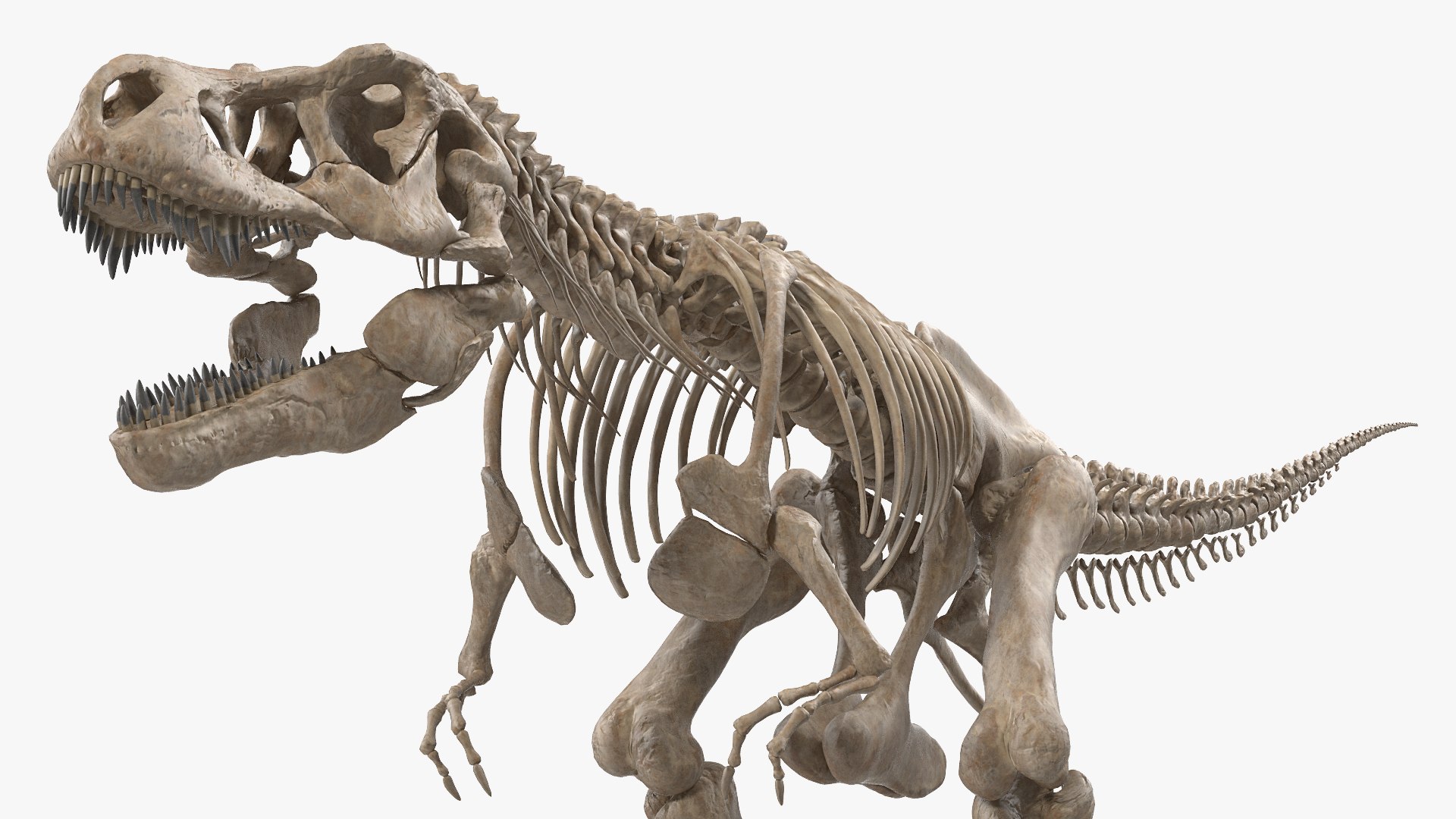tyrannosaurus rex skeleton fossil 3D model https://p.turbosquid.com/ts-thumb/OS/vqaNxv/c9eXTJfK/tyrannosaurusrexskeletonfossilwithskinriggedmb3dmodel008/jpg/1572010078/1920x1080/fit_q87/4fe011499dd37617a4d9ac4cf2d77123a2db22e3/tyrannosaurusrexskeletonfossilwithskinriggedmb3dmodel008.jpg