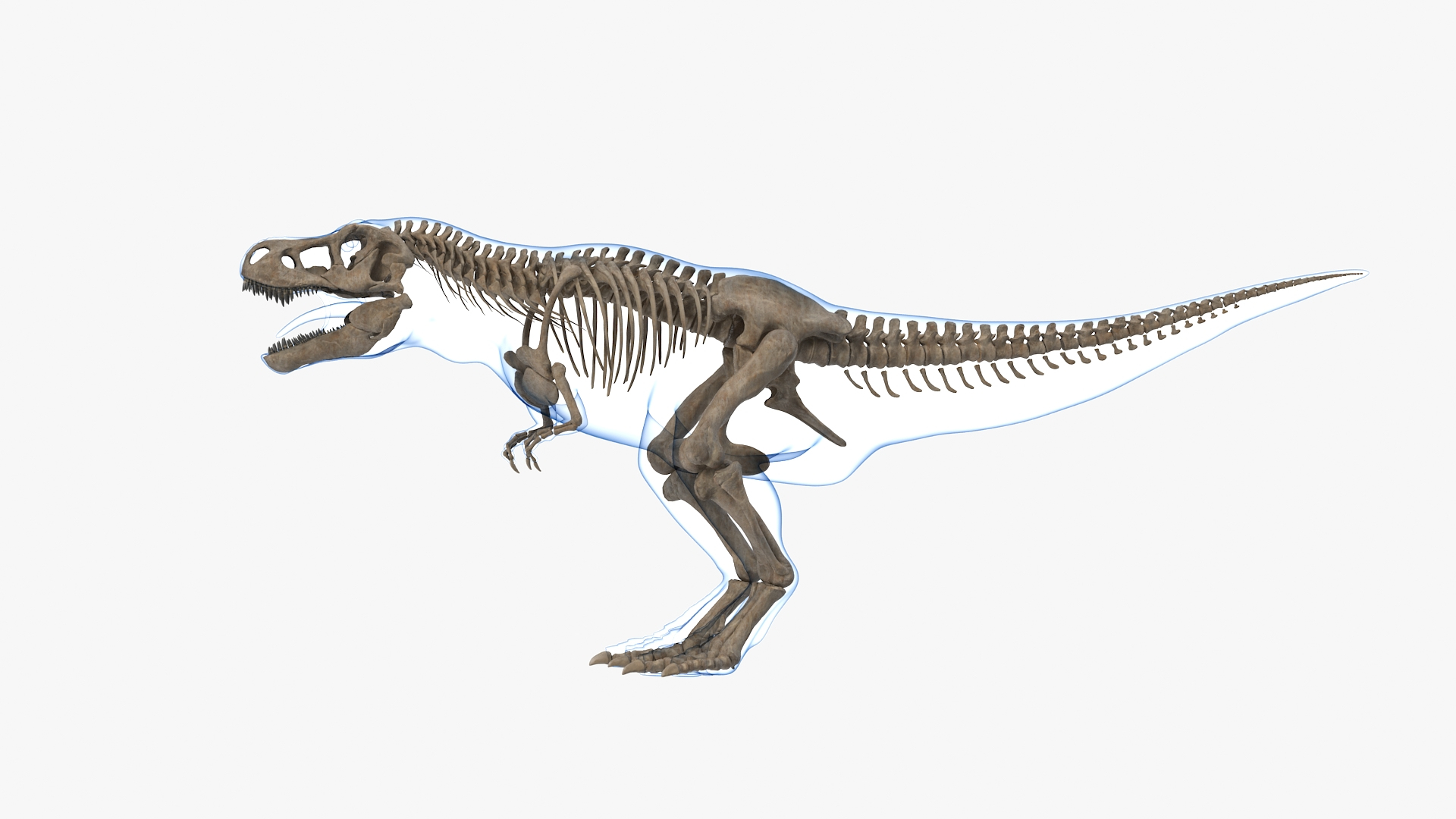 tyrannosaurus rex skeleton fossil 3D model https://p.turbosquid.com/ts-thumb/OS/vqaNxv/vy2YxZzp/tyrannosaurus_rex_skeleton_fossil_with_skin_rigged_360/jpg/1572008908/1920x1080/turn_fit_q99/f0287e3ee7cd32951349e0bcda8b9b9e7bfb7a8c/tyrannosaurus_rex_skeleton_fossil_with_skin_rigged_360-1.jpg
