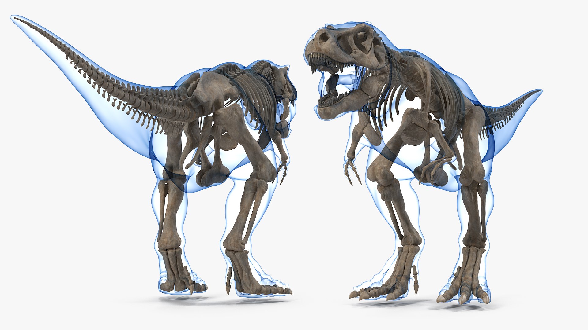 tyrannosaurus rex skeleton fossil 3D model https://p.turbosquid.com/ts-thumb/OS/vqaNxv/yYasR2FO/tyrannosaurusrexskeletonfossilwithskinriggedmb3dmodel009/jpg/1572010082/1920x1080/fit_q87/e4e6a6ecf28dcedf9328d3536b5c16d70e063f23/tyrannosaurusrexskeletonfossilwithskinriggedmb3dmodel009.jpg