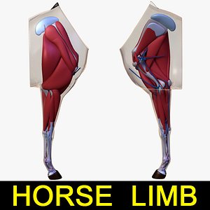 lwo horse limb