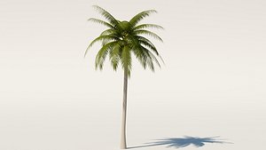 maya palm tree