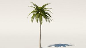 Palm Tree animated by Wind
