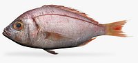 Redfish Ocean Perch