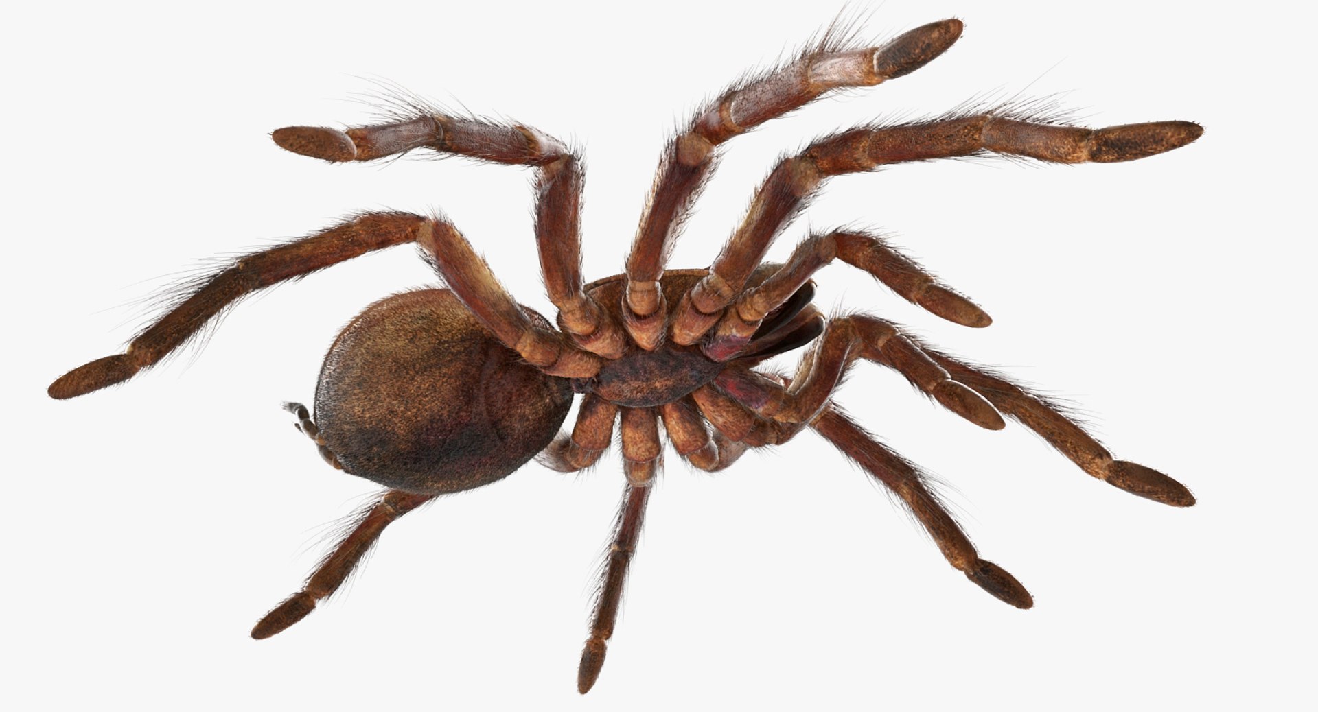 3D goliath birdeater fur - TurboSquid 1258129