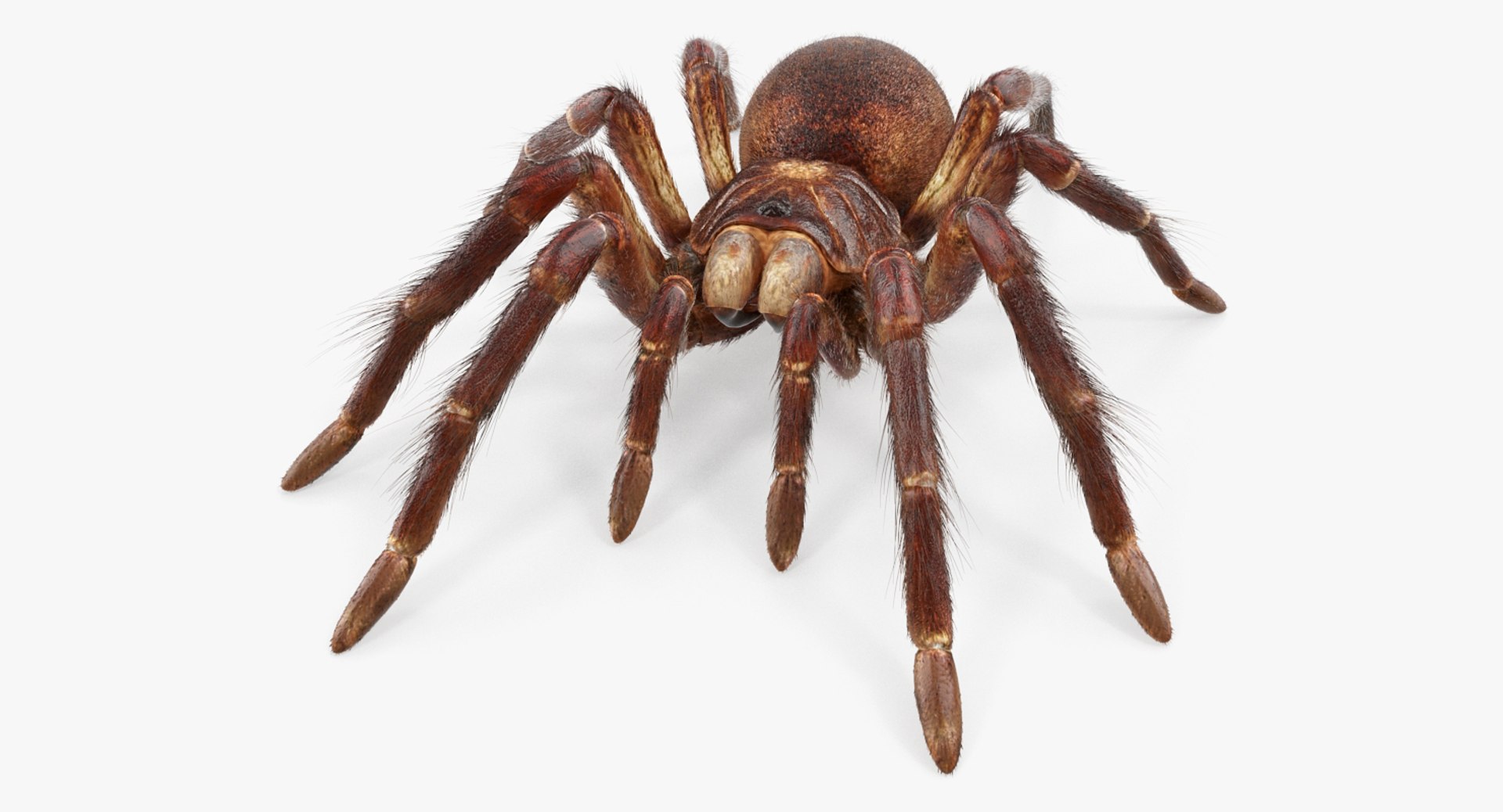 Goliath Birdeater with Fur 3D model preview