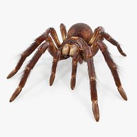 Goliath Birdeater with Fur