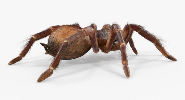 3D goliath birdeater fur - TurboSquid 1258129