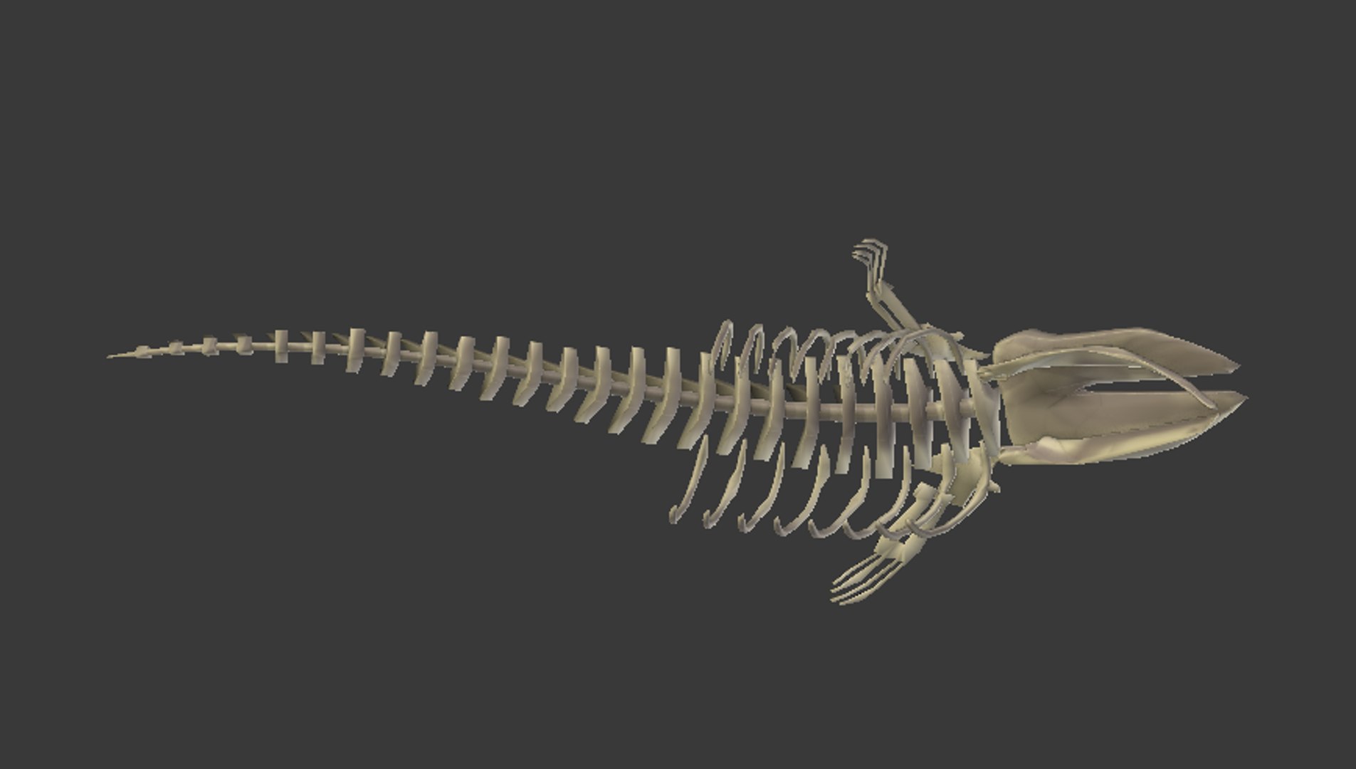 Skeleton Blue Whale 3D Model - TurboSquid 1701161