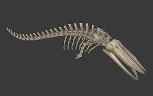 Blue Whale Skeleton