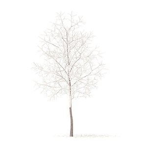 white oak snow 3 3D