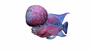 flowerhorn_rigged